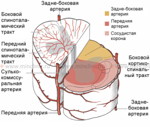 arterial%20network%20of%20the%20spinal%20cord